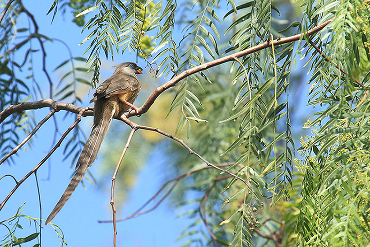 Colius striatus (Uccello topo macchiettato)  - Etiopia